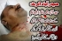 حیدر آباد، مجلس وحدت مسلمین کے ضلعی رہنماء امداد جعفری کو قتل کردیا گیا